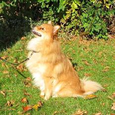 Volpino italiano Enzo