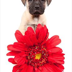 Bullmastiff Courtney's Pride Never Say Never * Missy *