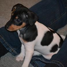 Blanding af racer Kenzo