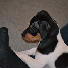 Blanding af racer Kenzo