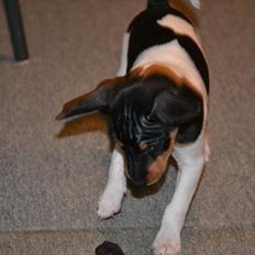 Blanding af racer Kenzo