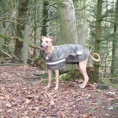 Whippet Windy Meadows Breaking My Heart