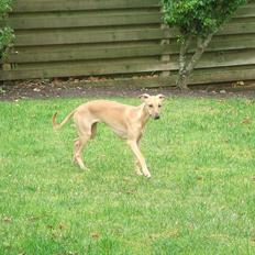 Whippet Windy Meadows Breaking My Heart