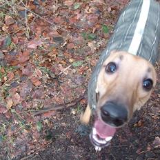 Whippet Windy Meadows Breaking My Heart