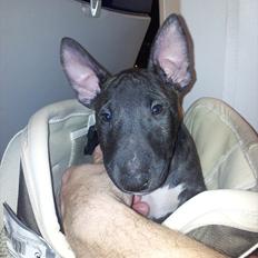 Bullterrier miniature Snoopy