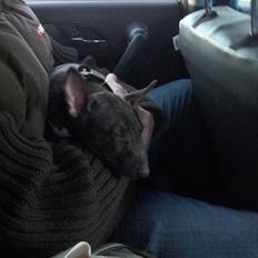 Bullterrier miniature Snoopy