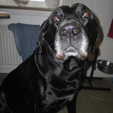 Labrador retriever Django Mine forældres : R.I.P baby. <3
