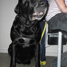 Labrador retriever Django Mine forældres : R.I.P baby. <3
