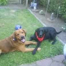 Labrador retriever Django Mine forældres : R.I.P baby. <3
