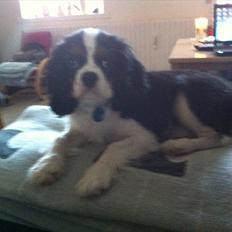 Cavalier king charles spaniel Laban