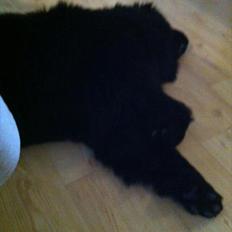 Newfoundlænder Sif Himmelhund