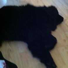 Newfoundlænder Sif Himmelhund