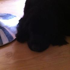 Newfoundlænder Sif Himmelhund