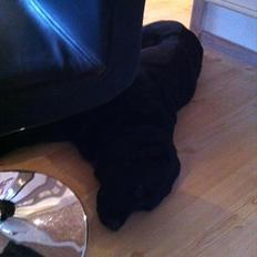 Labrador retriever Sille