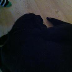 Labrador retriever Sille