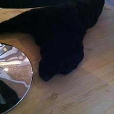 Labrador retriever Sille