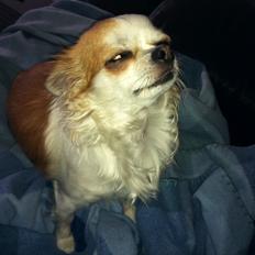 Chihuahua Chili