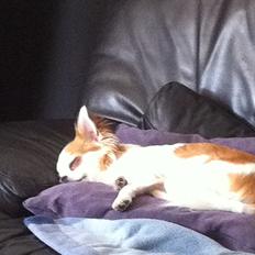Chihuahua Chili