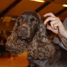 Cocker spaniel Boots-Cocker Tellus