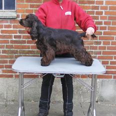 Cocker spaniel Boots-Cocker Tellus