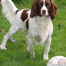 Field Trial spaniel Enya