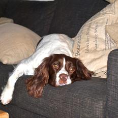 Field Trial spaniel Enya