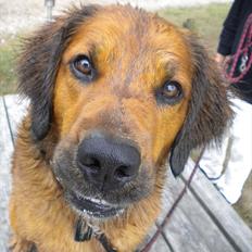 Blanding af racer Pumba