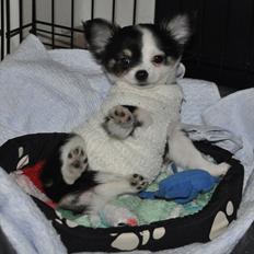 Chihuahua Madam Maggie :i <3