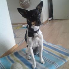 Dansk svensk gaardhund Molly