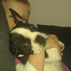 Fransk bulldog chowder