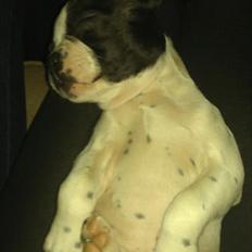 Fransk bulldog chowder