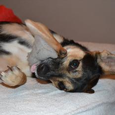 Blanding af racer Lea