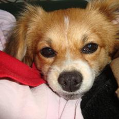 Blanding af racer rosa