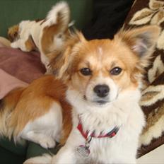 Blanding af racer rosa