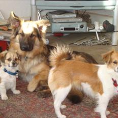 Blanding af racer rosa