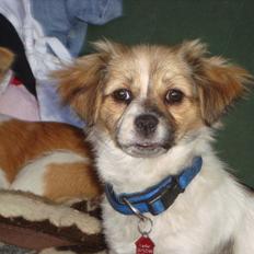 Blanding af racer Lærke