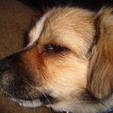 Blanding af racer Lærke