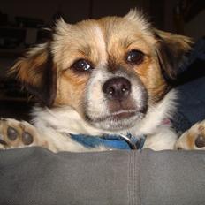 Blanding af racer Lærke