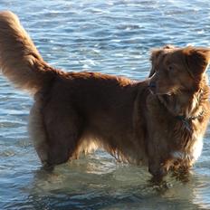 Nova scotia duck tolling retriever Chilli