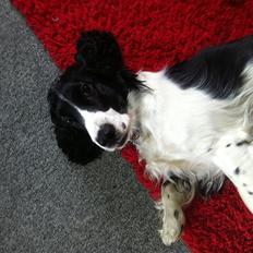 Cocker spaniel Zezi
