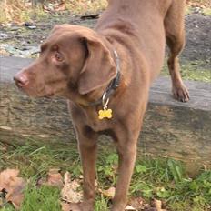 Labrador retriever Sille