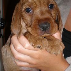 Basset fauve de bretagne Silas