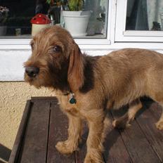 Basset fauve de bretagne Silas