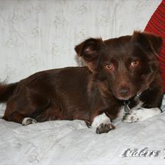 Blanding af racer Cica