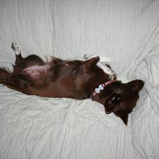 Blanding af racer Cica