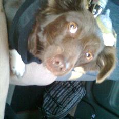 Blanding af racer Cica