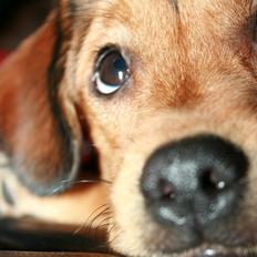 Blanding af racer Maggi