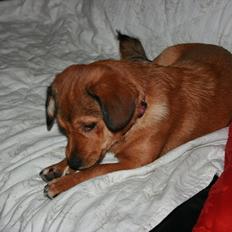 Blanding af racer Maggi