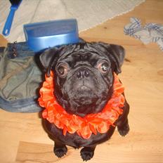 Mops Elvis
