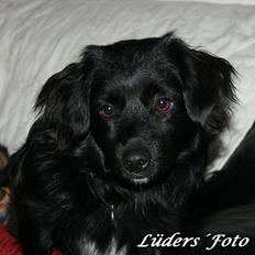 Blanding af racer Felix